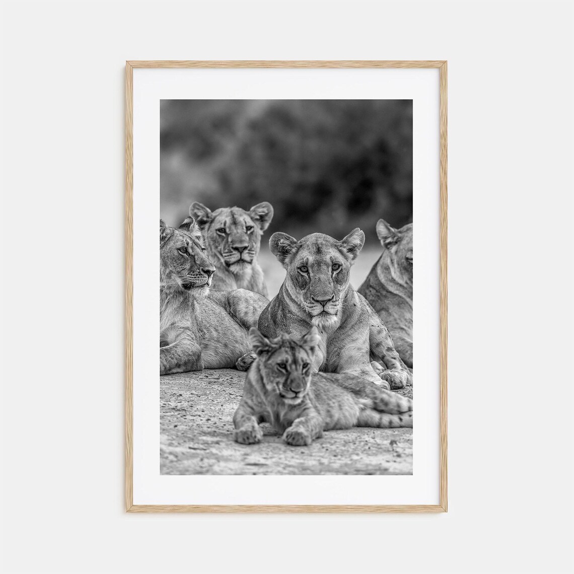 Lioness Family With Cub Resting Black And White Photo Poster