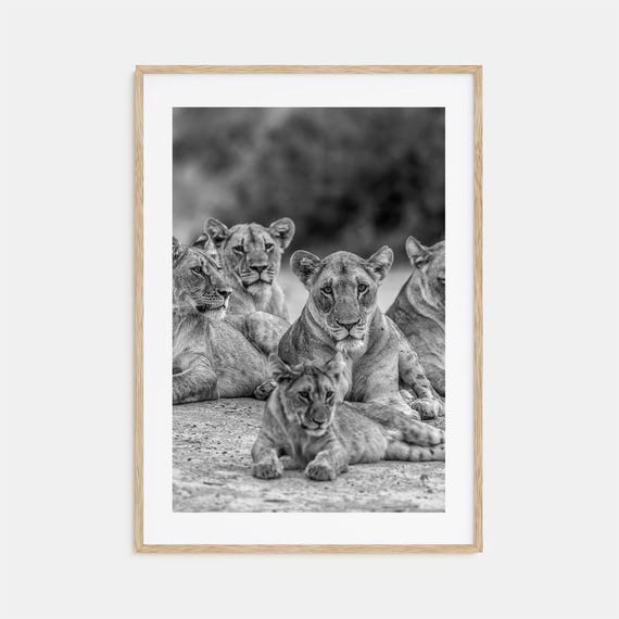 Lion Photo Poster Print No 3 Lion Black And White Wall Art Lion Wall Photography Lion Travel Lion Map Poster