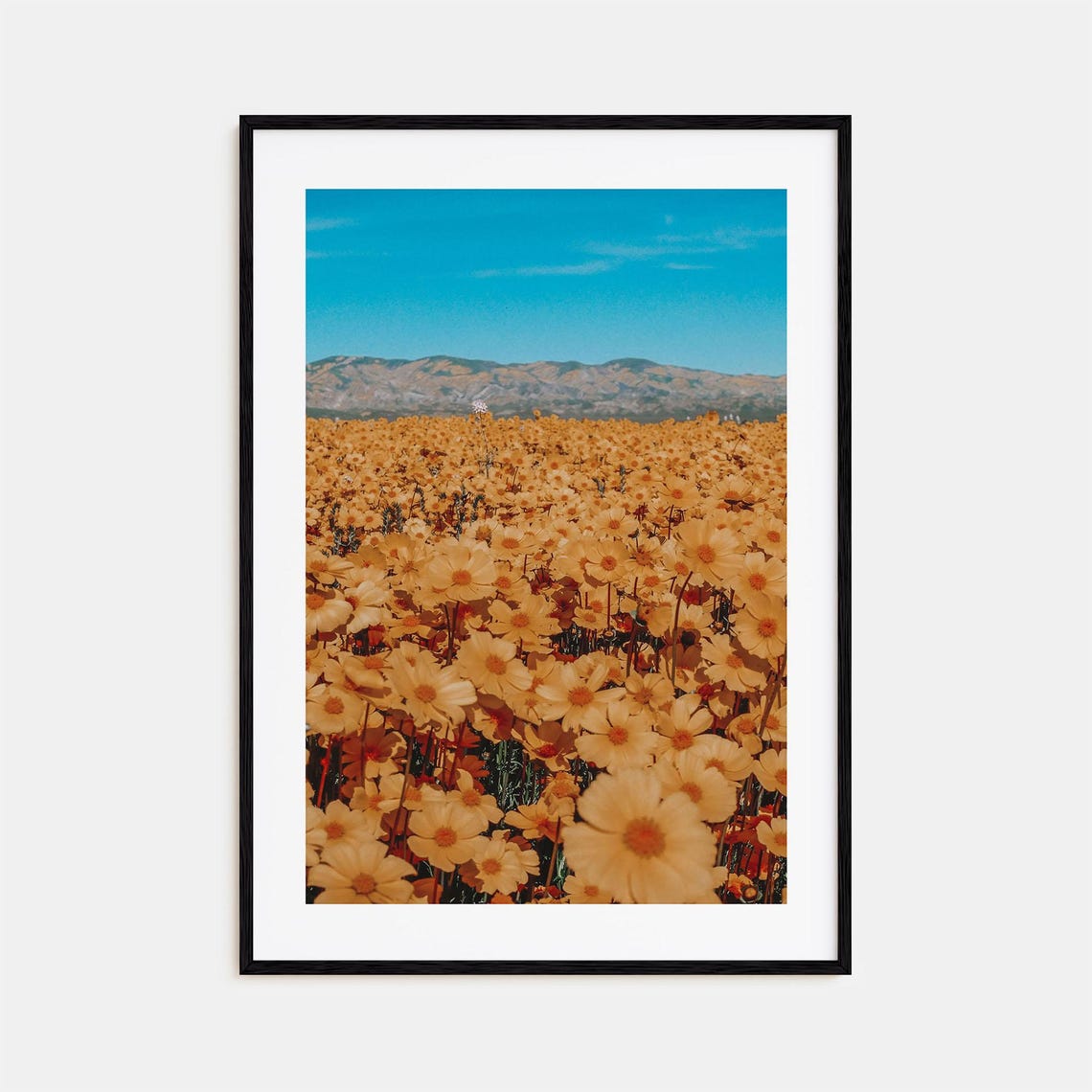 San Luis Obispo Wildflower Field Blue Sky Meadow Bloom Poster