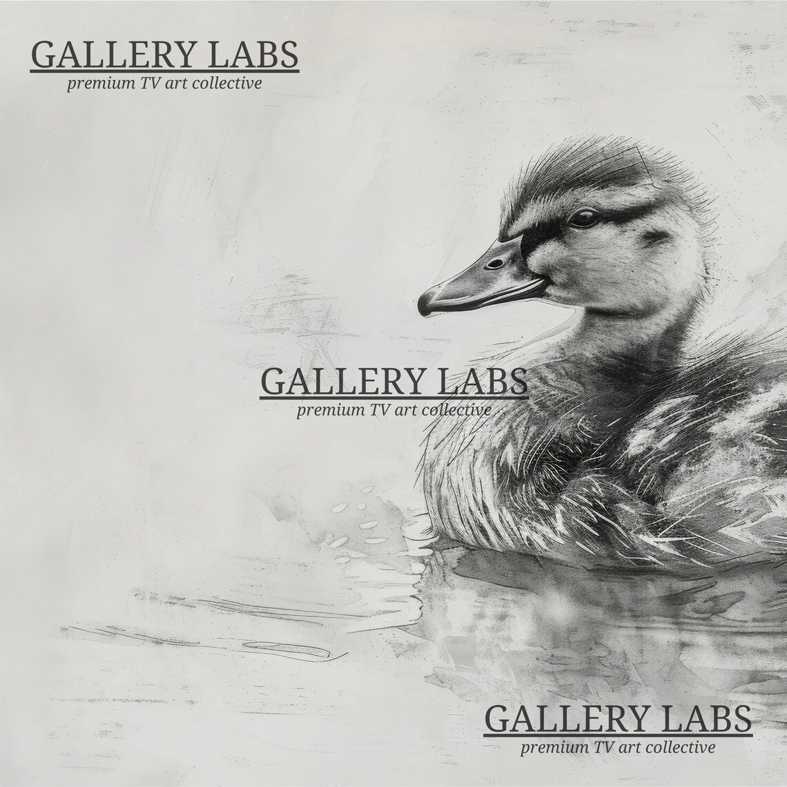 Vintage Duckling Pencil Sketch Monochrome Water Bird Drawing Wall Art Poster - Image 4