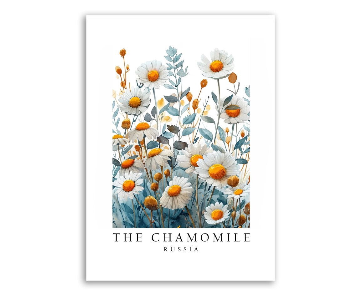 Chamomile Russia National Flower Poster Print