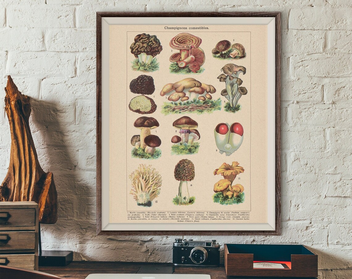 Vintage Edible Mushroom Illustration, 19th Century Art