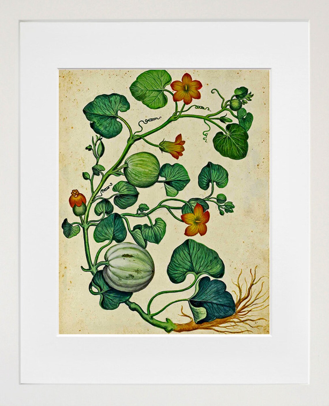 Pumpkin Vine Botanical Illustration Vintage Garden Art Poster - Image 2