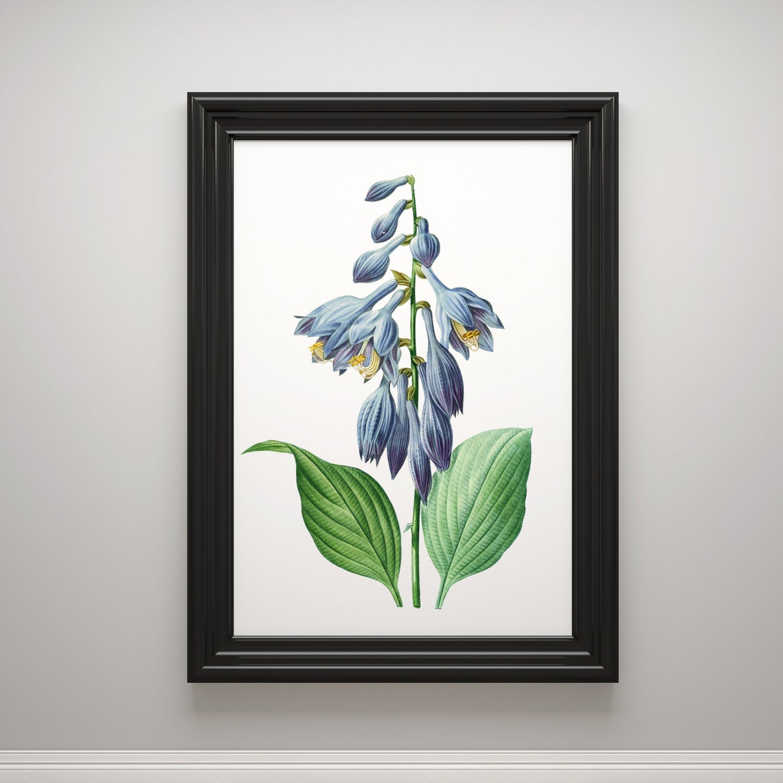 Hosta Blue Flower Botanical Illustration Garden Plant Art Print - Image 3