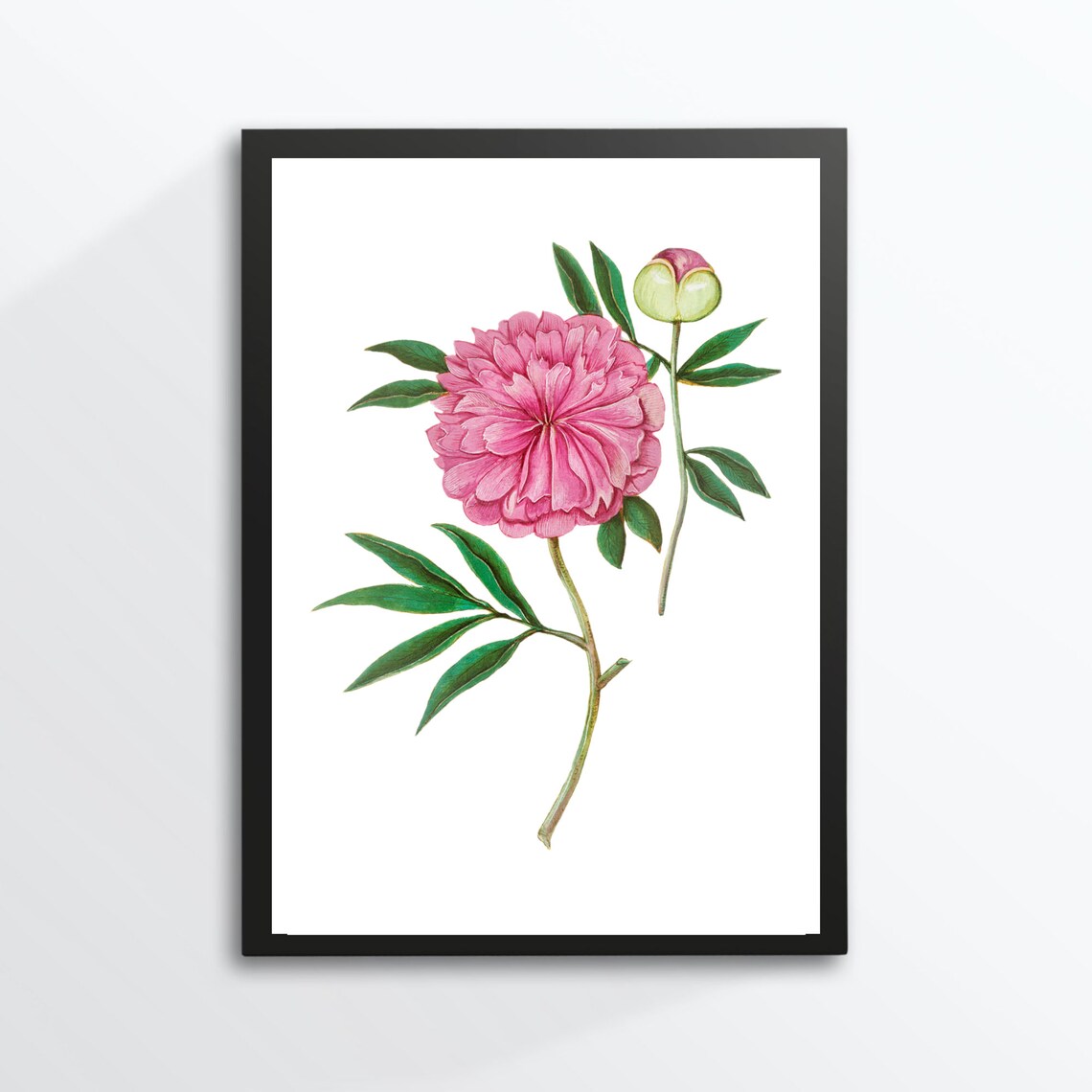 Pink Peony Vintage Botanical Flower Illustration Romantic Wall Art