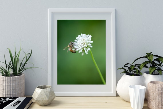 Din A4 Picture Art Print Without Frame Bee On Flower White Blossom Green Plant Insect Nature Photo Photo Art Poster Gift