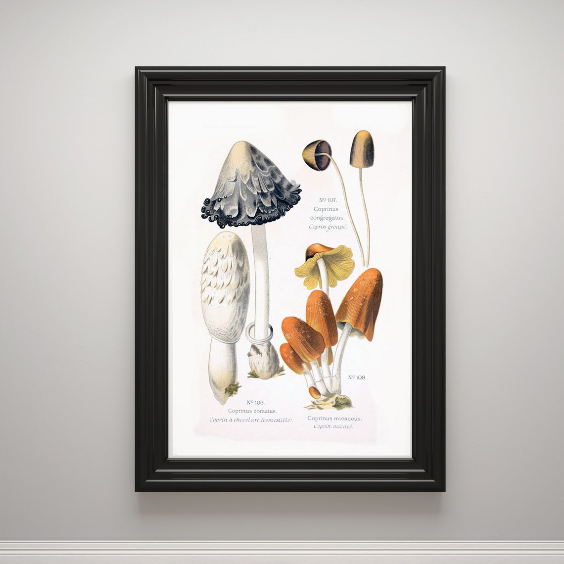 Vintage Coprinus Mushrooms Botanical Nature Study Illustration Poster - Image 3