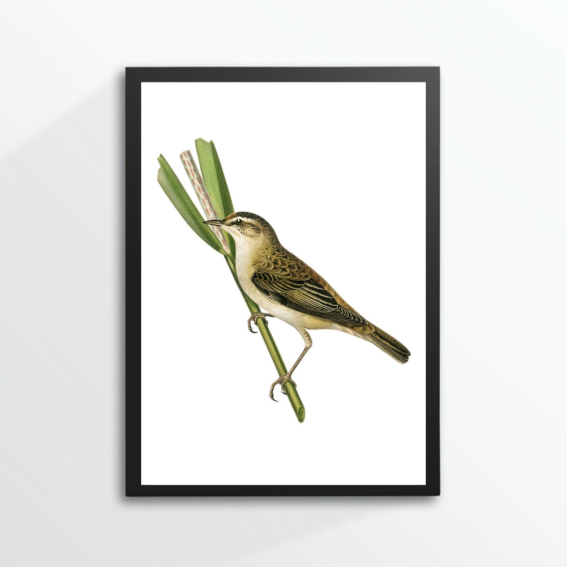 Reed Warbler Perched on Reed Vintage Bird Illustration Art Print