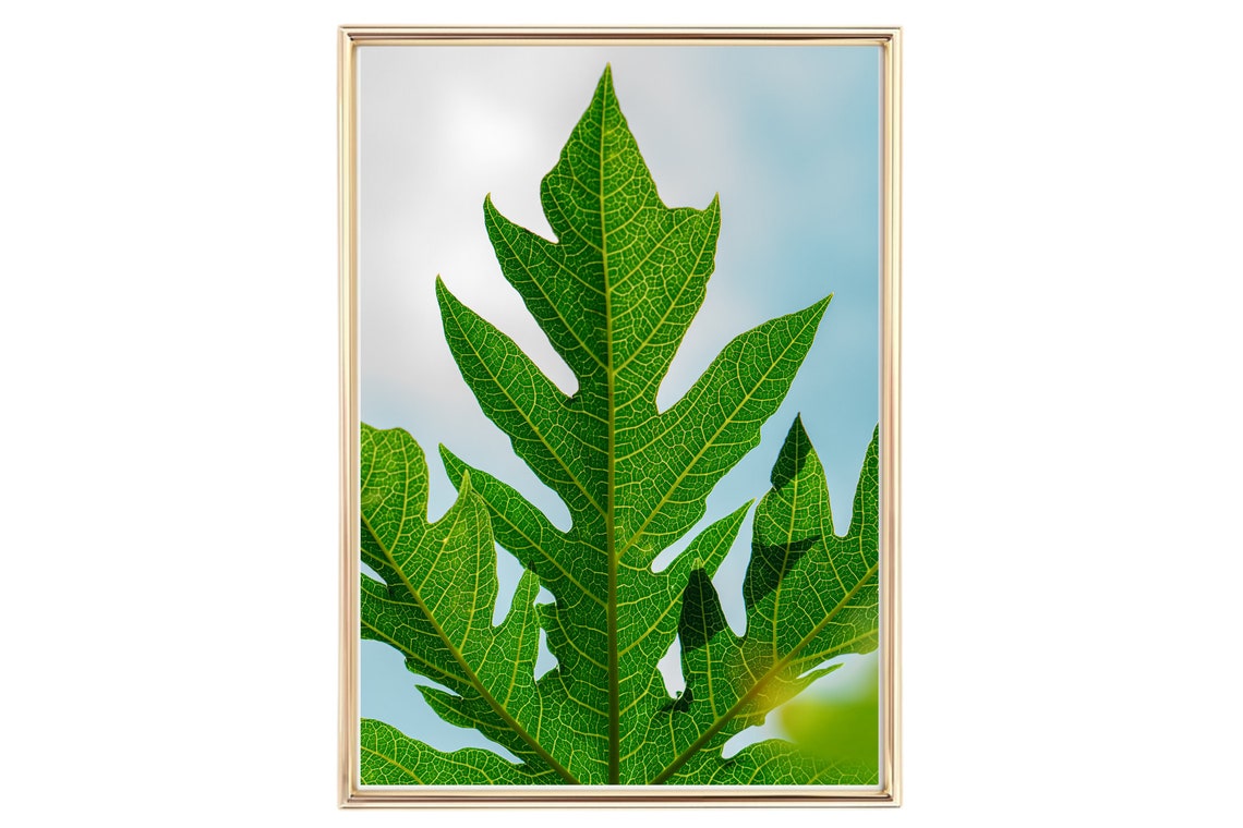 Green Tropical Leaf Close Up Macro Nature Photography Wall Poster
