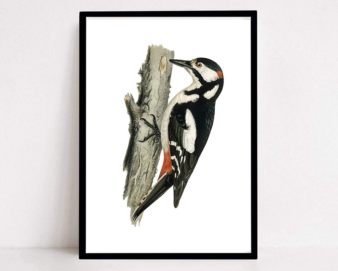Great Spotted Woodpecker Vintage Bird Illustration Retro Art Print - Image 2