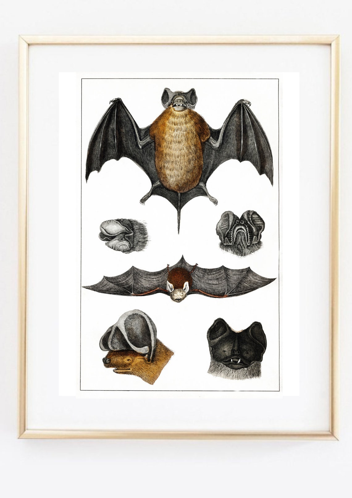 Vintage Bat Study Board Natural History Scientific Illustration Print - Image 2