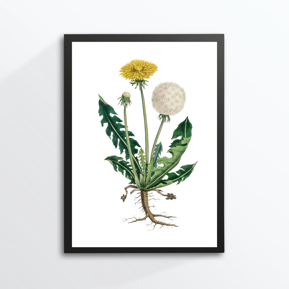 Dandelion Vintage Botanical Illustration Yellow Flower Seed Head Wall Art