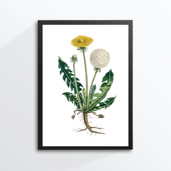 Dandelion Vintage Botanical Illustration Yellow Flower Seed Head Wall Art