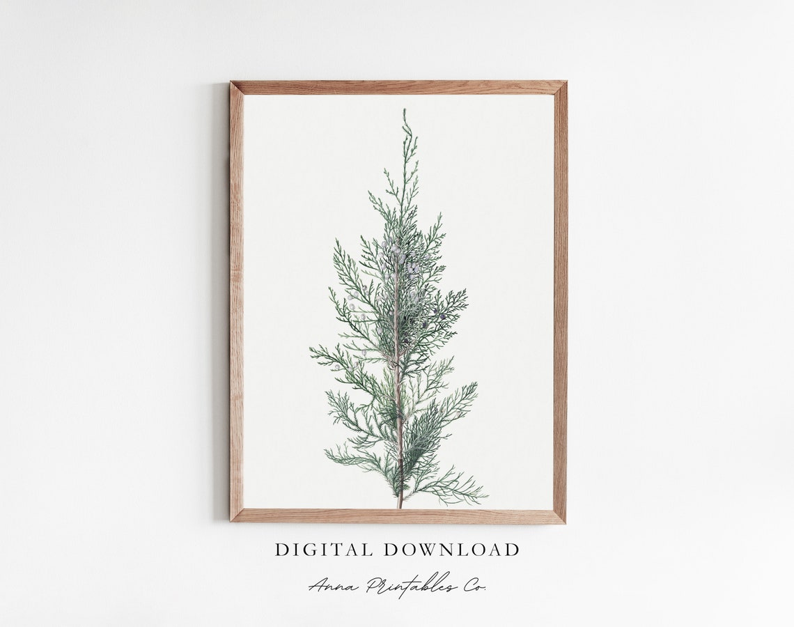 Evergreen Branch Antique Botanical Cypress Sketch Painting Poster
