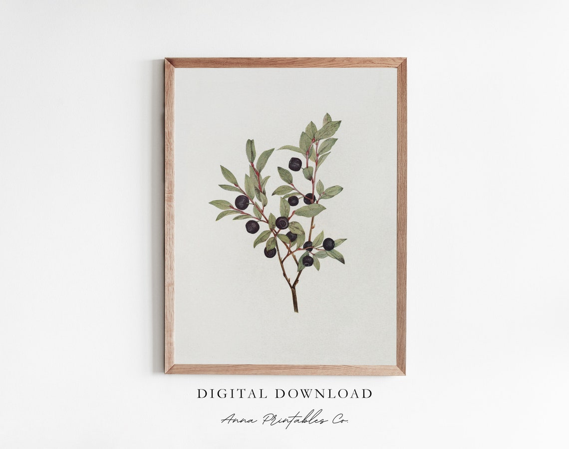 Dark Berries Branch Watercolor Botanical Study Minimalist Poster