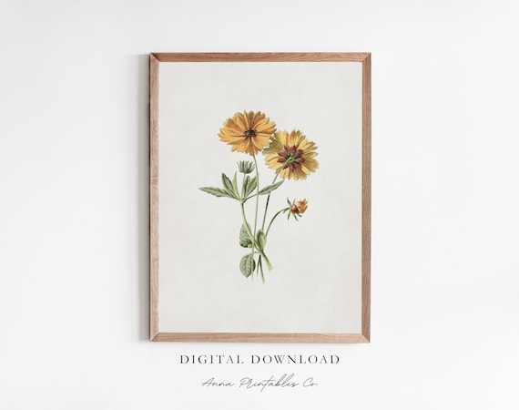 Calliopsis Antique Yellow Flower, Vintage Floral Art Print