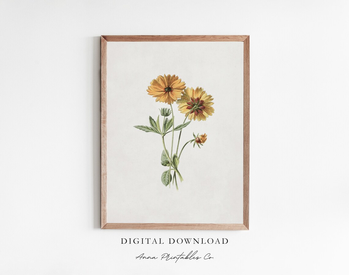 Calliopsis Antique Yellow Flower, Vintage Floral Art Print