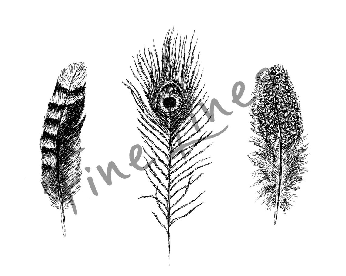 Feather Trio Black And White Botanical Line Illustration Poster - Image 4