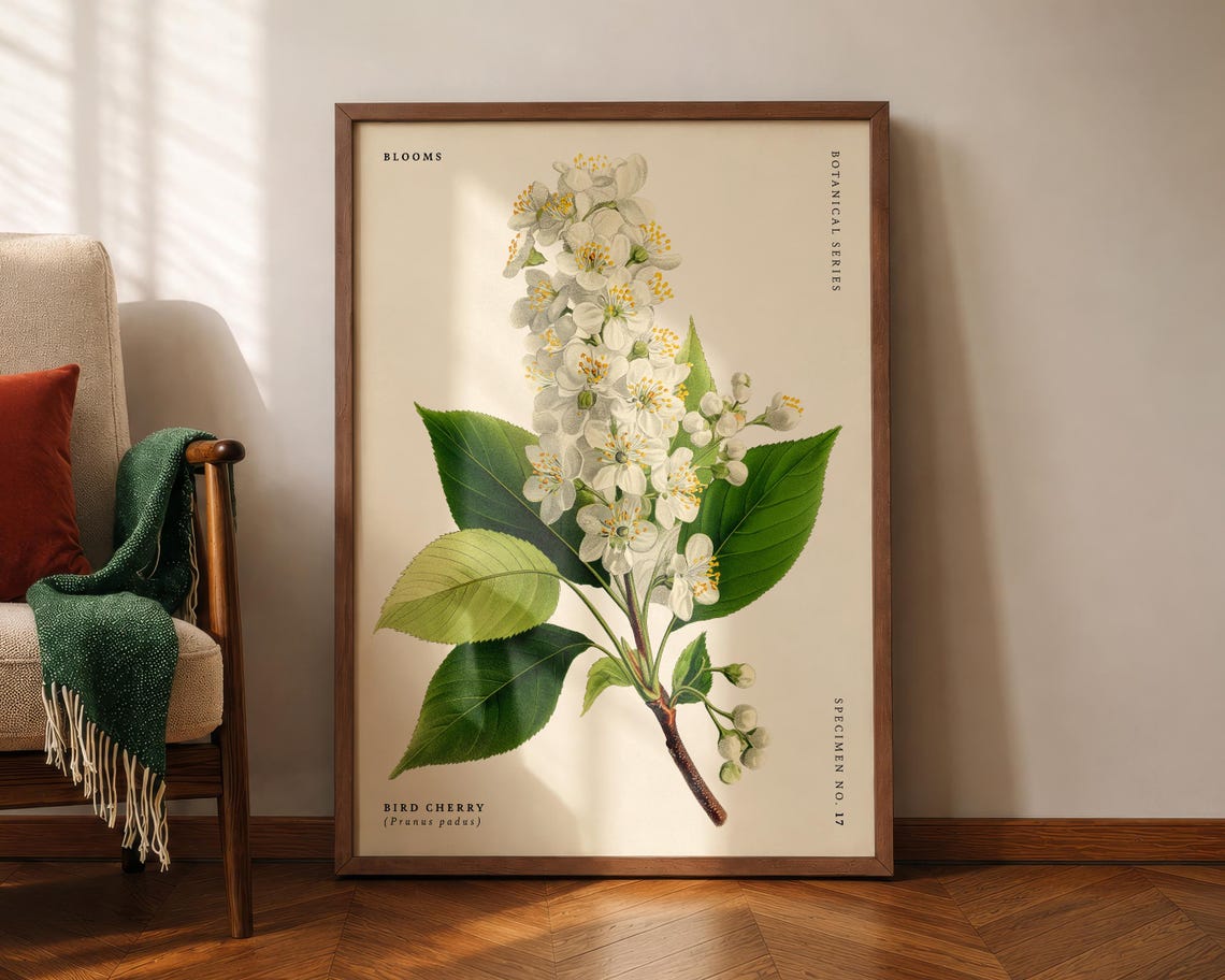 Bird Cherry Blossom Botanical Vintage Floral Specimen Art Poster