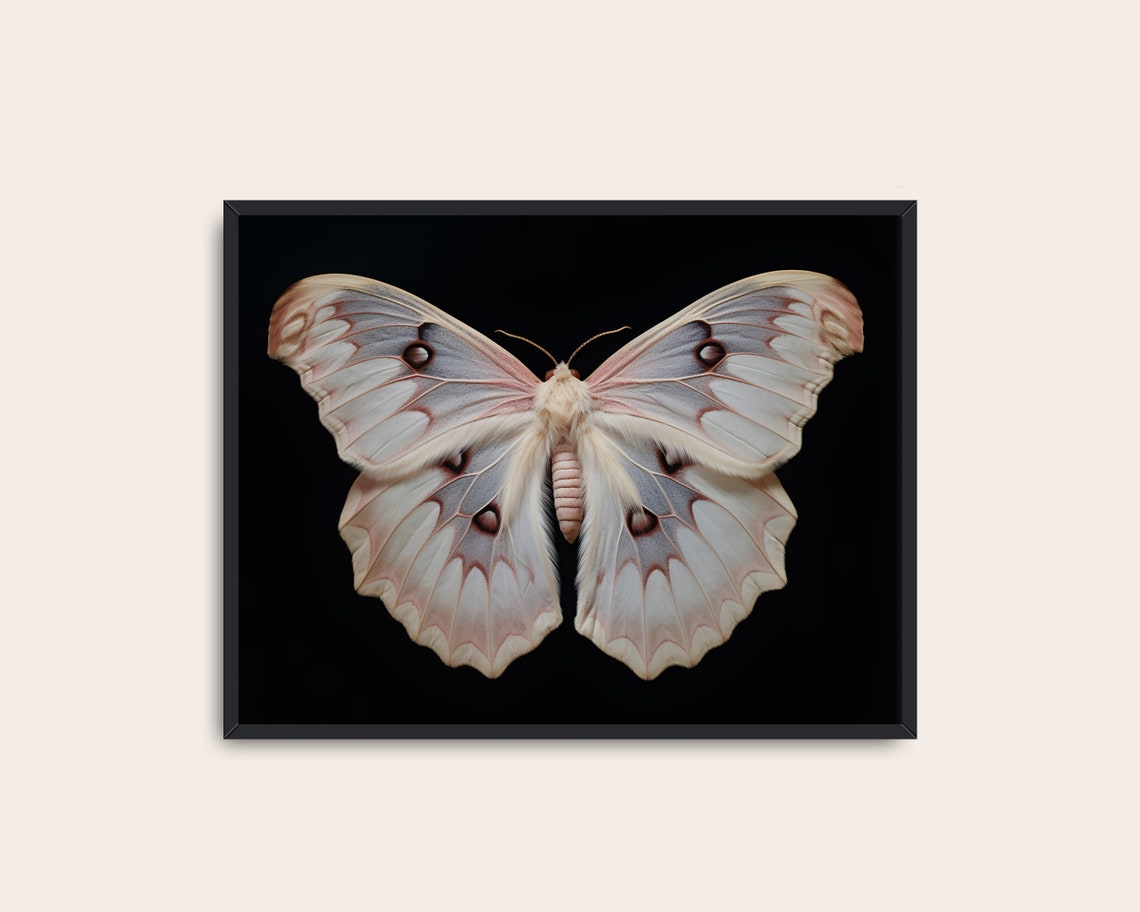 White Blush Moth Eyespot Wings Dark Academia Vintage Wall Art Poster - Image 3