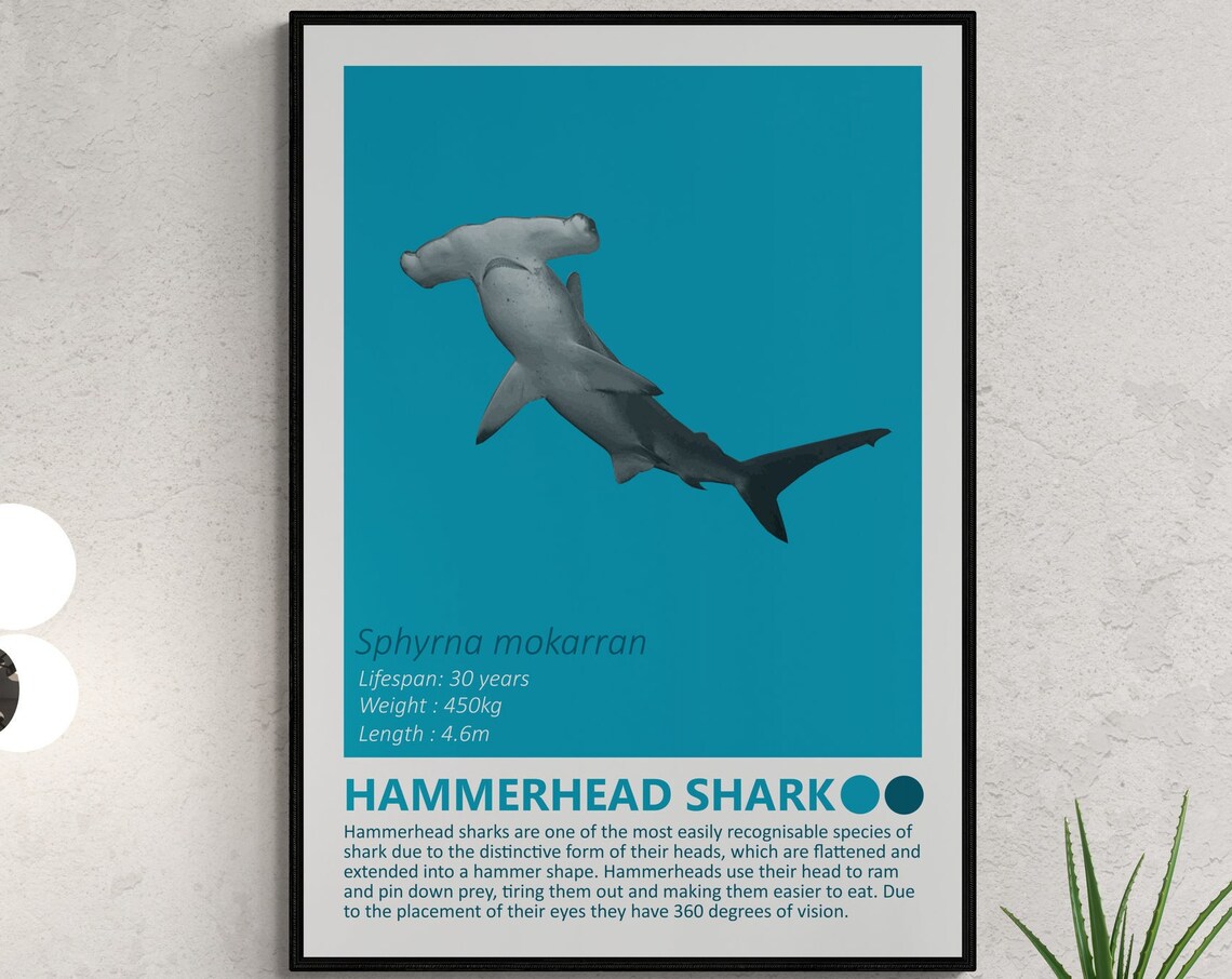 Hammerhead Shark Fact Sheet, Nautical Theme