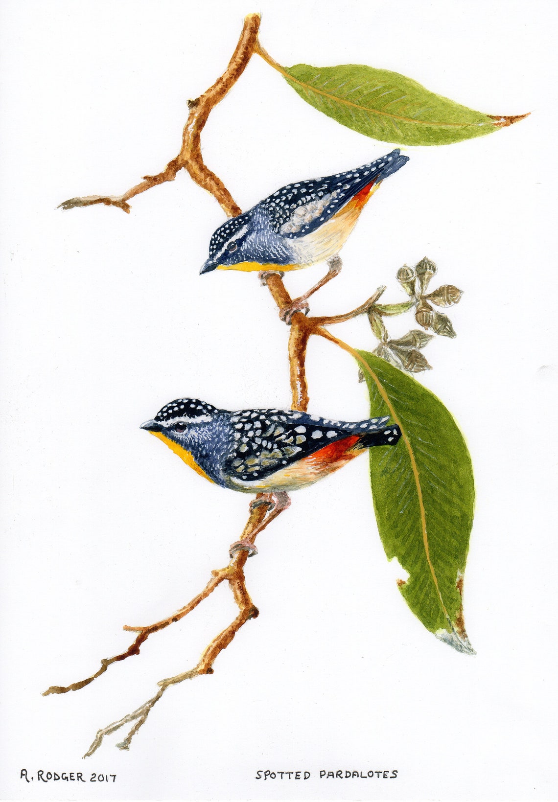 Spotted Pardalotes Pair on Eucalyptus Branch Watercolor Poster