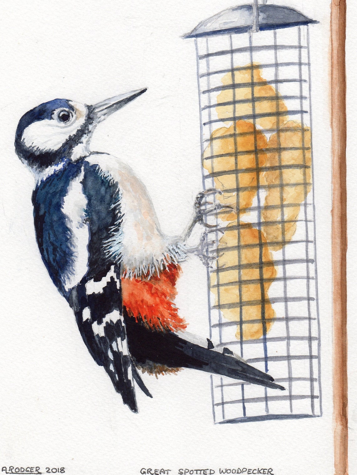 Great Spotted Woodpecker at Suet Feeder Watercolor Bird Poster
