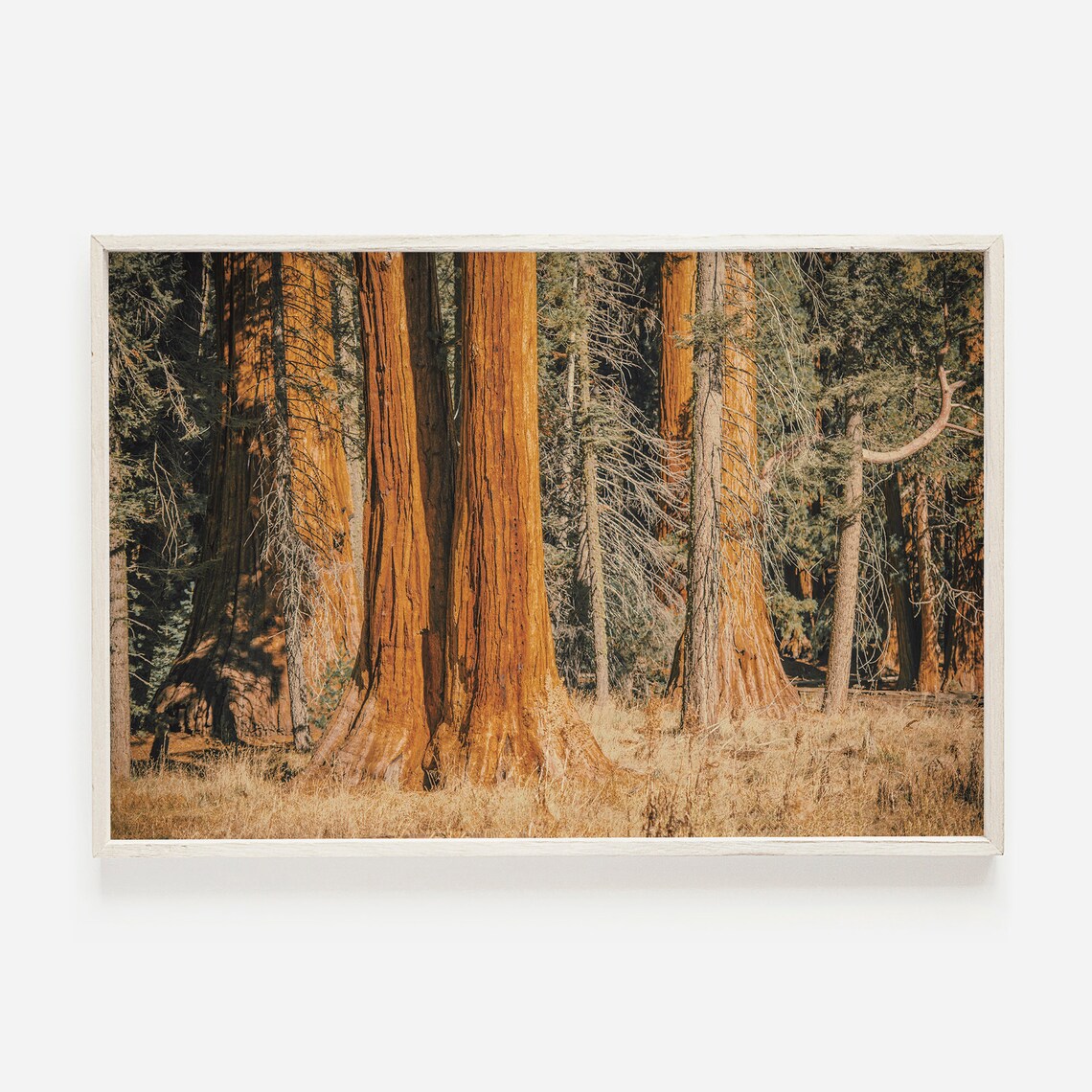 Redwood Print Eureka Sequoia Park, Travel Poster