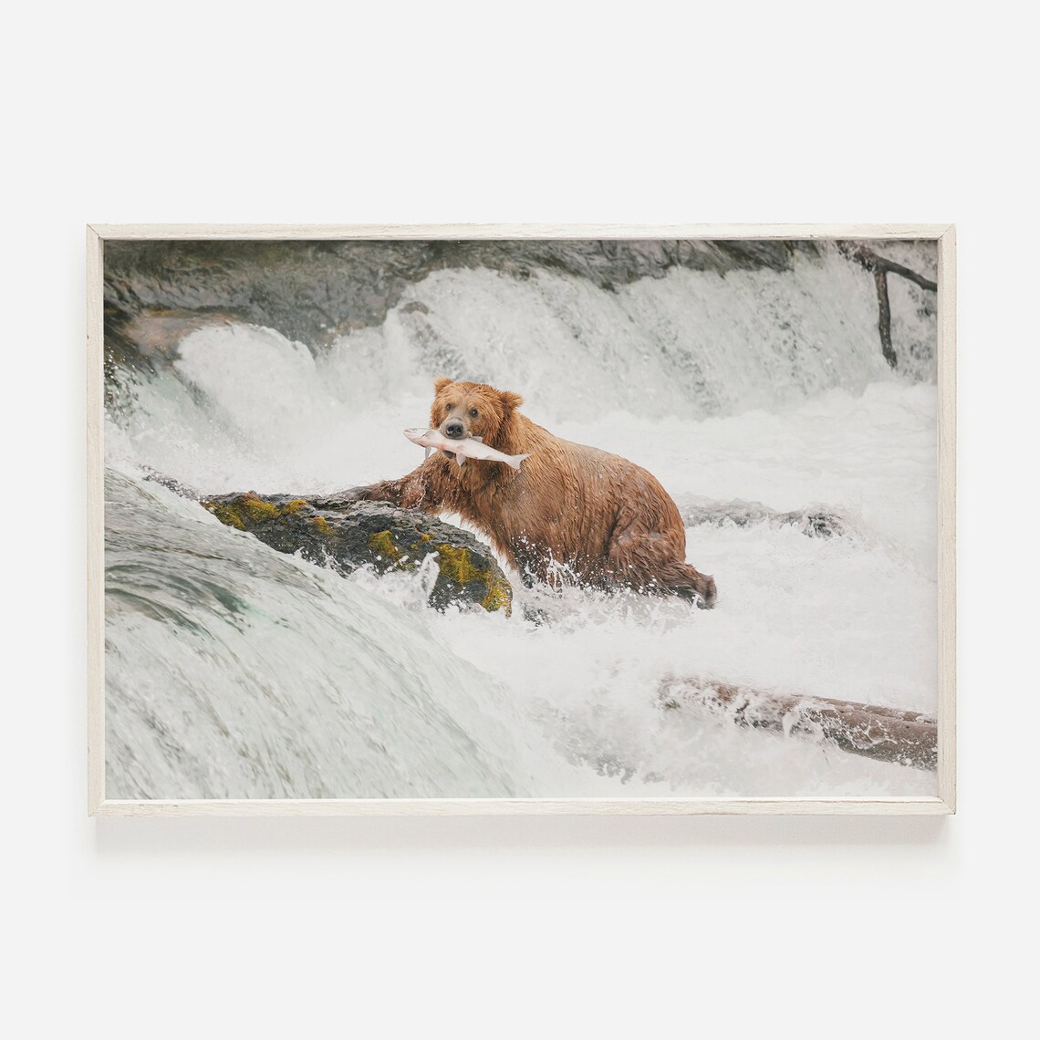 Grizzly Bear Photo, Rustic Wildlife Art Print