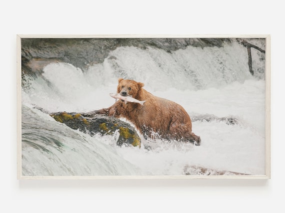 Samsung Frame Tv Art Grizzly Bear Catching Salmon For Rustic Decor
