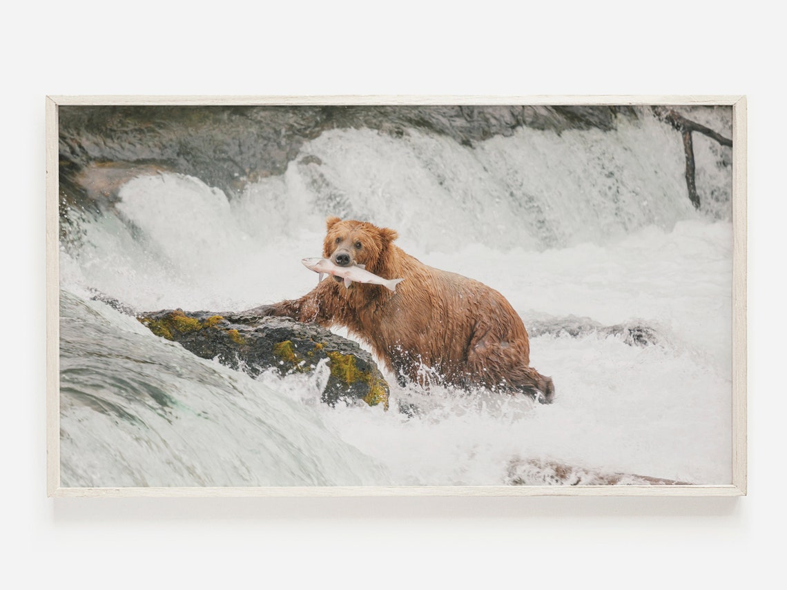 Grizzly Bear Catching Salmon Waterfall Wildlife Photo Poster