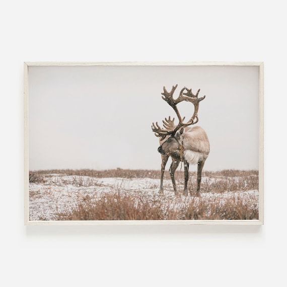 Reindeer Photo Neutral Christmas Art Print, Farmhouse