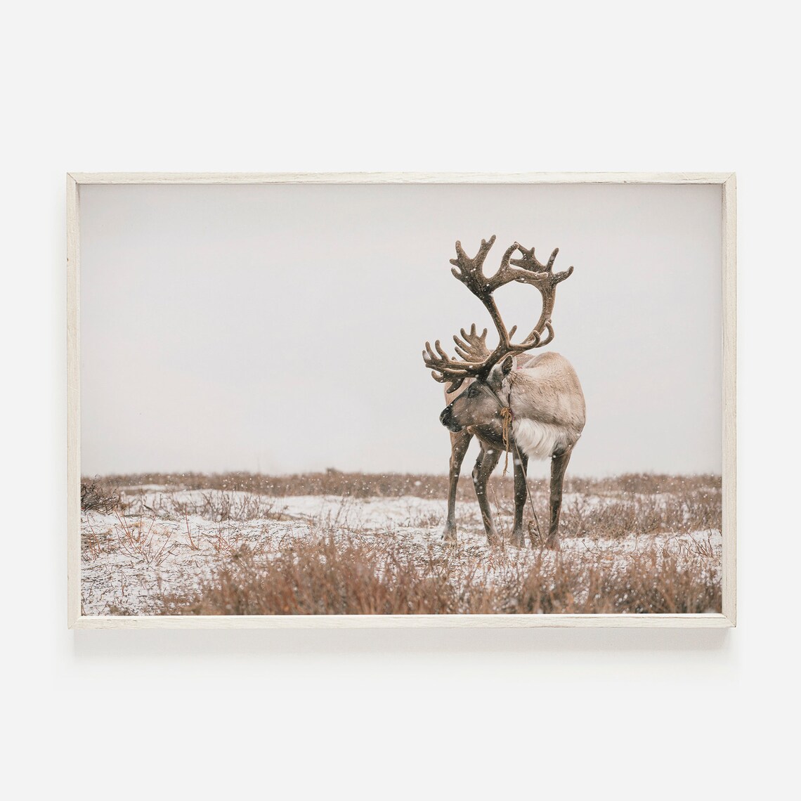 Reindeer Photo Neutral Christmas Art Print, Farmhouse