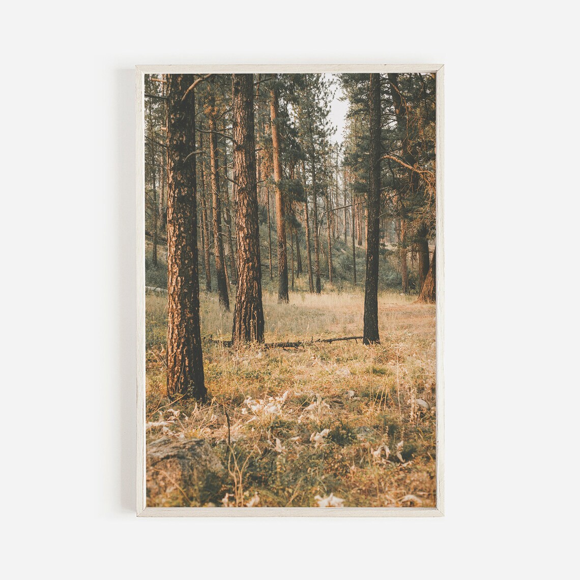 Walk In The Forest Rustic Pine Tree Poster