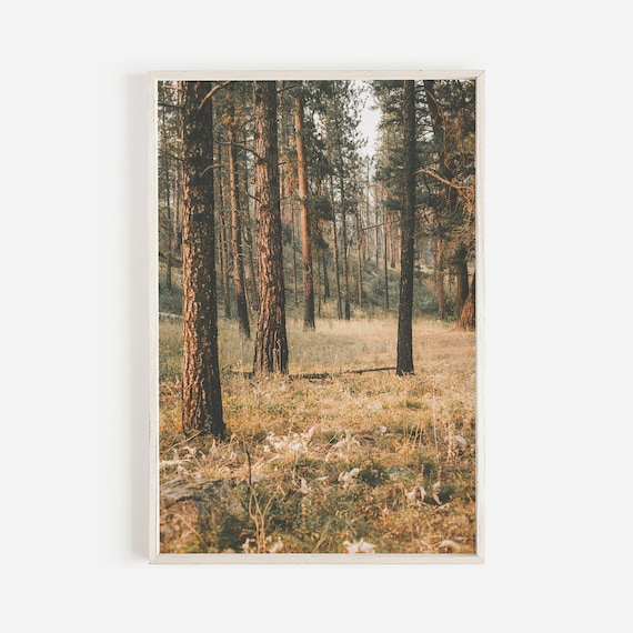 Walk In The Forest Rustic Pine Tree Poster