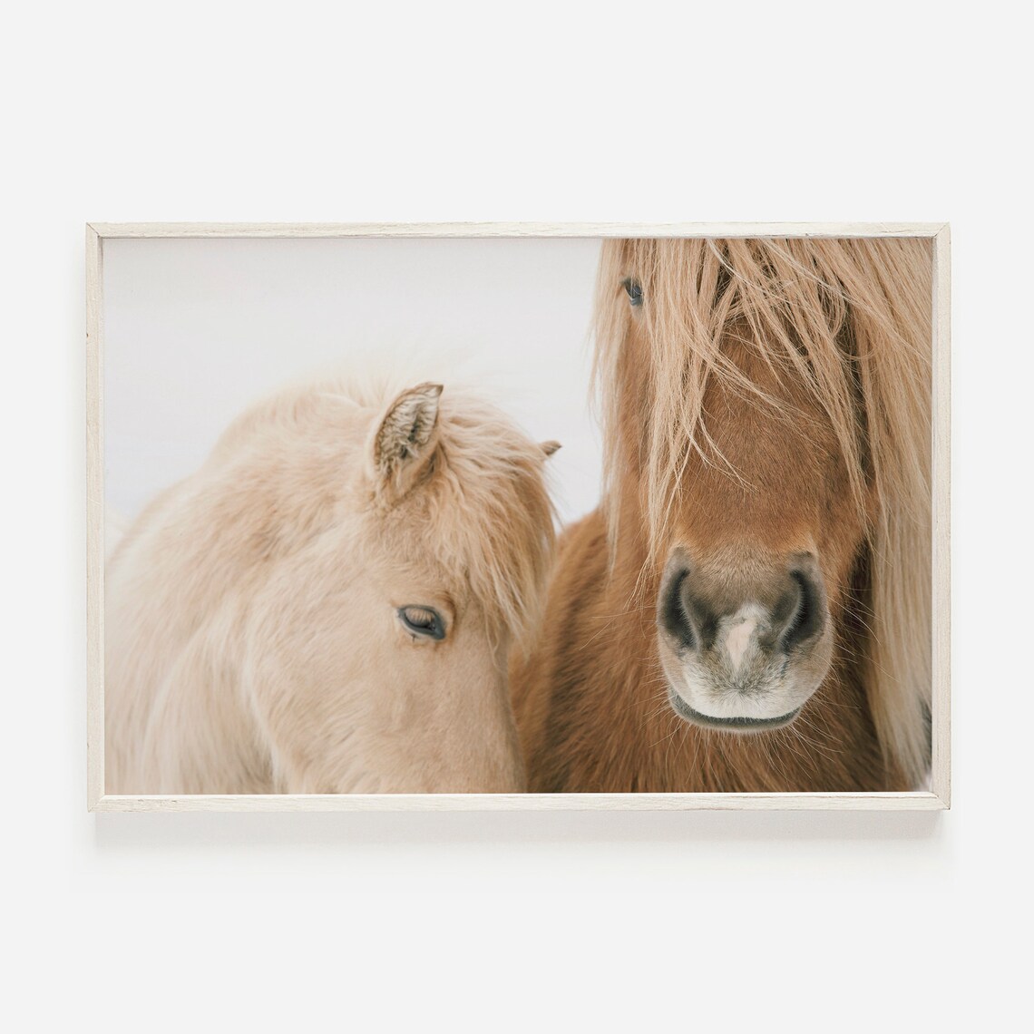 Beige Horses In Iceland Rustic Farmhouse Art Print