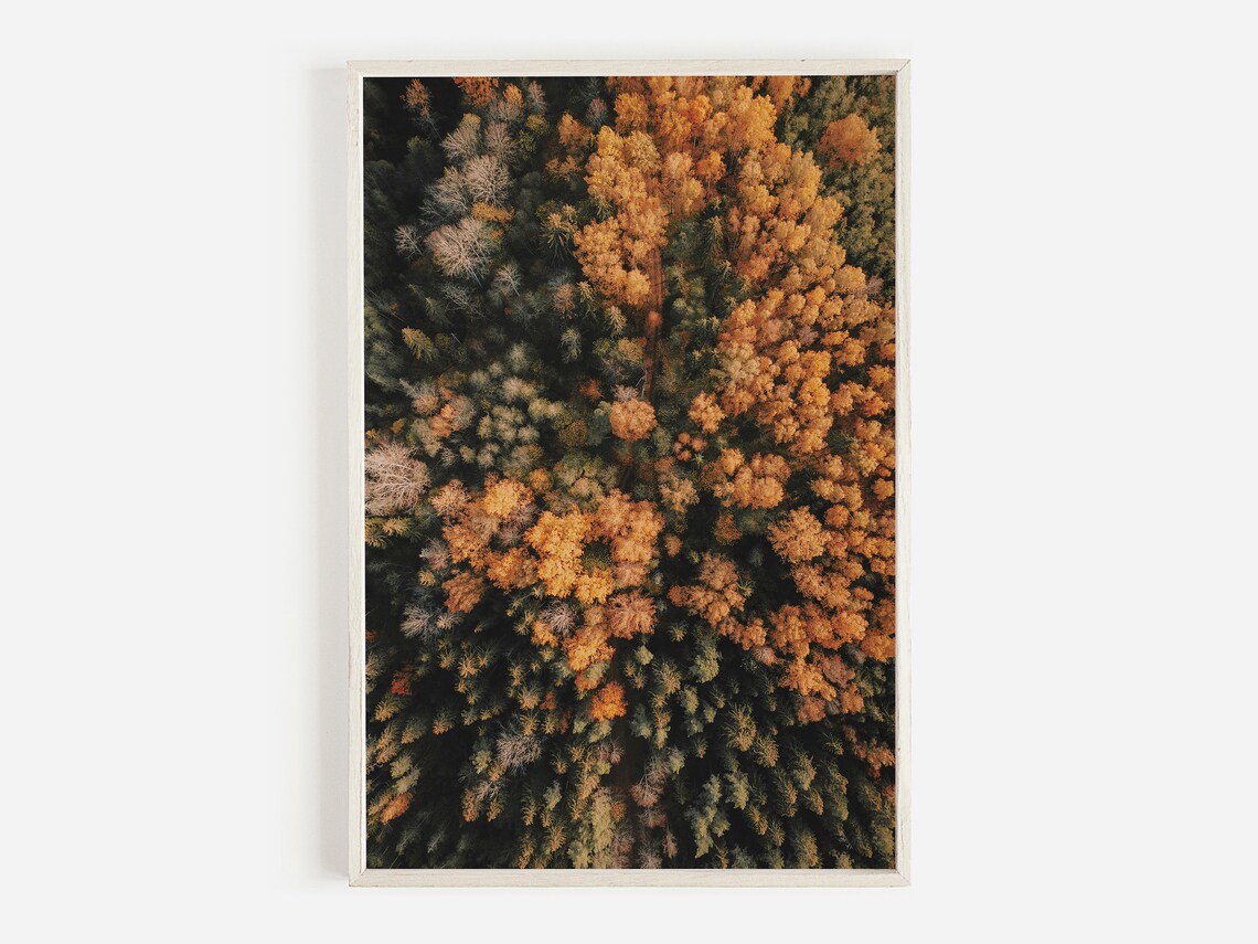 Aerial View of an Autumn Forest in Golden Canopy Photo Poster