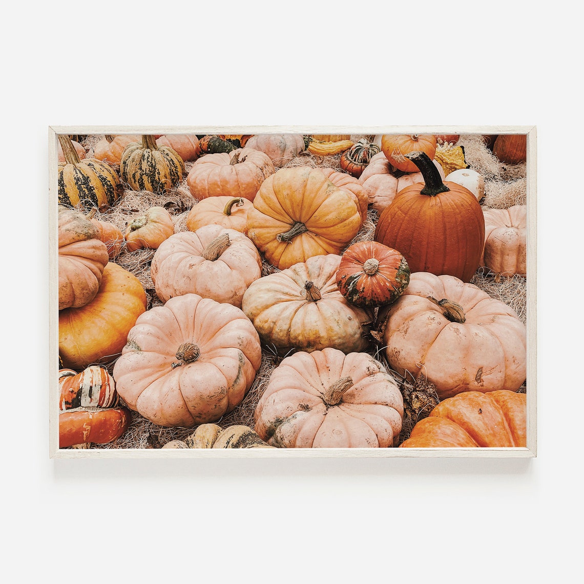 Blush Pink Heirloom Pumpkins Autumn Harvest Patch Decor Poster
