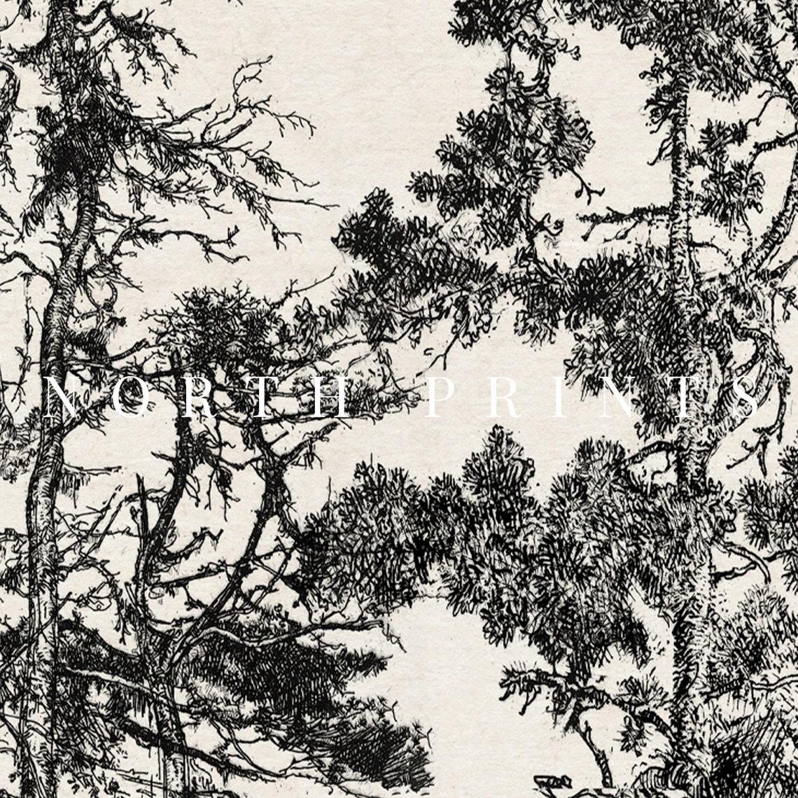 Rustic Pine Tree Ink Sketch Vintage Forest Etching Neutral Art Print - Image 3