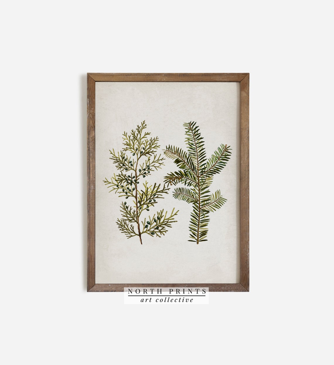 Cedar Fir Evergreen Branches Botanical Winter Vintage Art Print - Image 3
