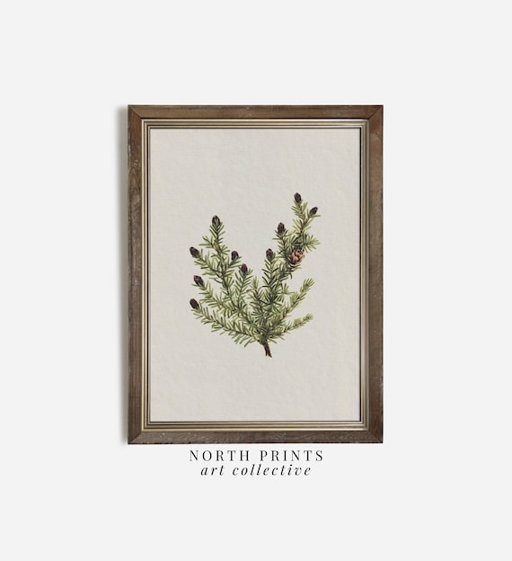 Winter Spruce Branch Rustic Neutral Holiday Art Print