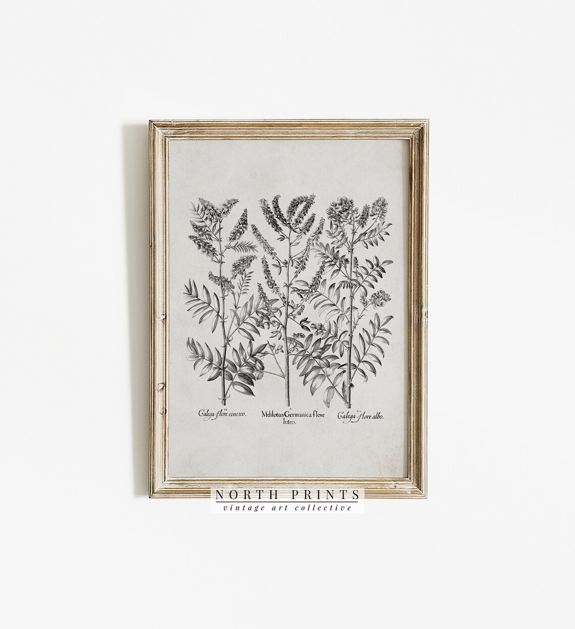 Neutral Botanical Drawing, Vintage Rustic Flower Study - Image 4