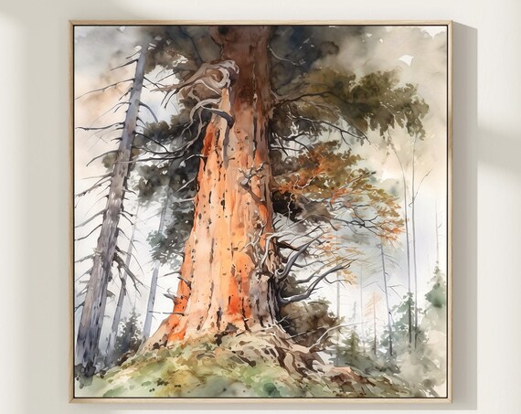 Ancient Redwood Tree Towering in Misty Forest Watercolor Poster