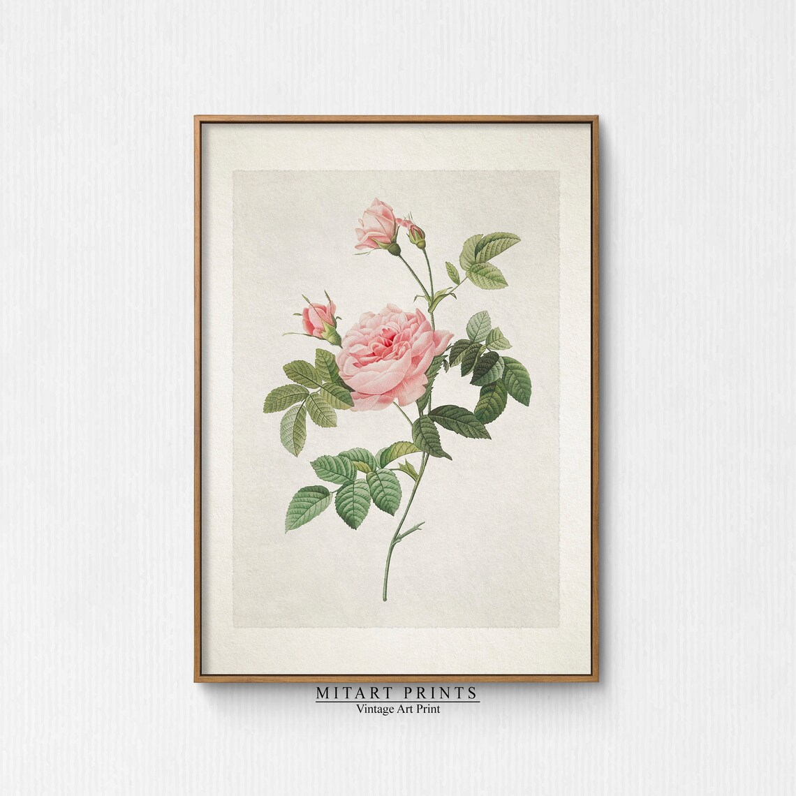 Vintage Rose Print, Farmhouse Botanical Art Print