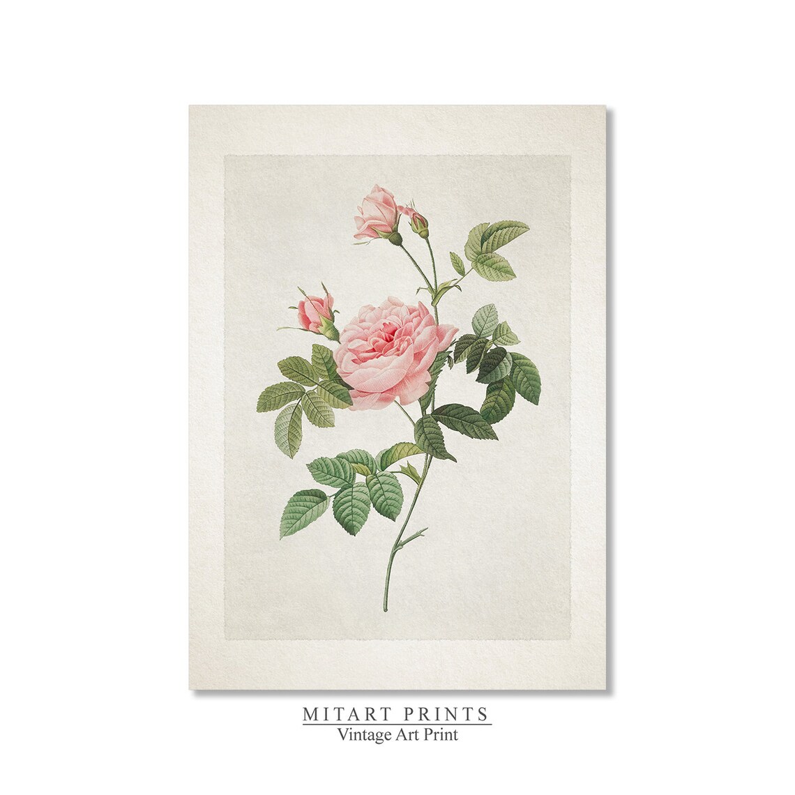 Vintage Rose Print, Farmhouse Botanical Art Print - Image 2