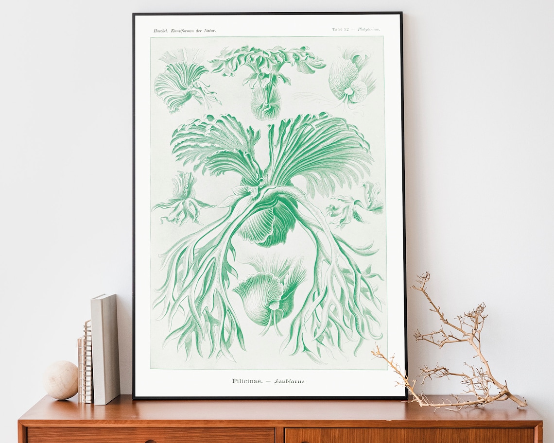 Ernst Haeckel Platycerium Staghorn Fern Plate 52 Nature Poster