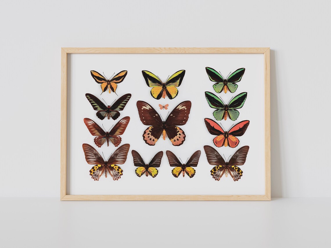 Colorful Butterfly Collection Naturalist Species Chart Art Poster - Image 3