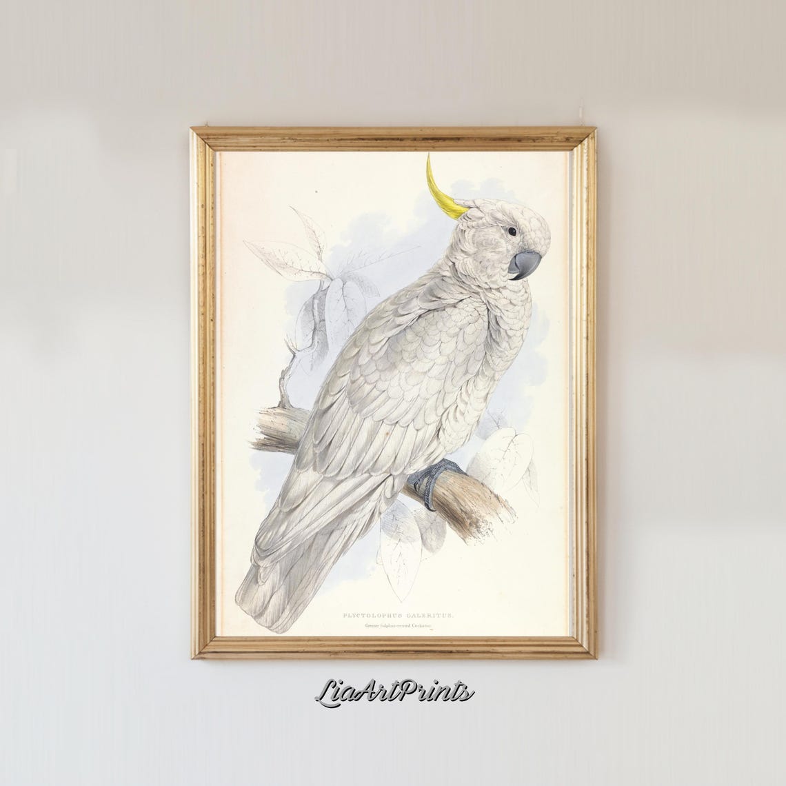 Sulphur Crested Cockatoo Vintage Natural History Illustration Poster - Image 2