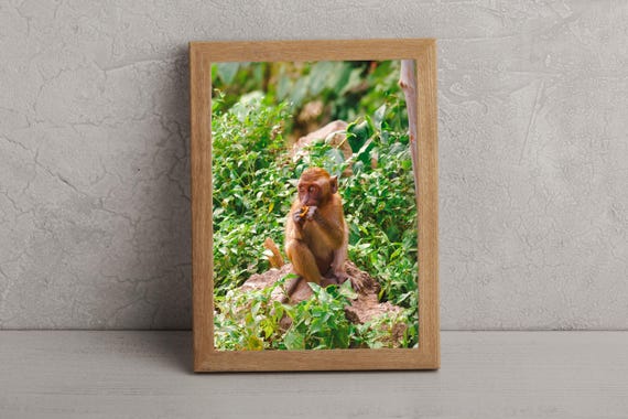 Monkey Portrait Krabi Phi Islands Thailand Street Photography Wall Art Gift Asia Travel