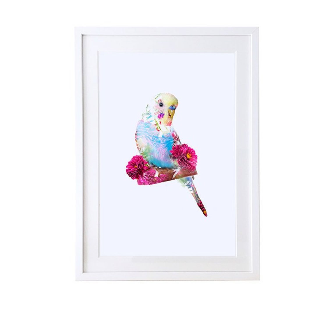 Budgie Fine Art Print